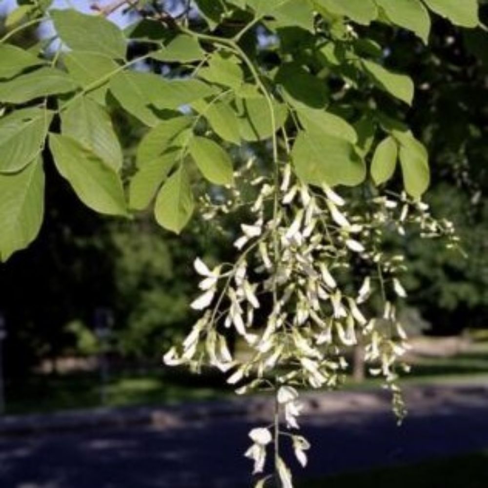 5 Cladrastis Lutea Yellowwood Tree Seeds For Planting | www.seedsplantworld.com