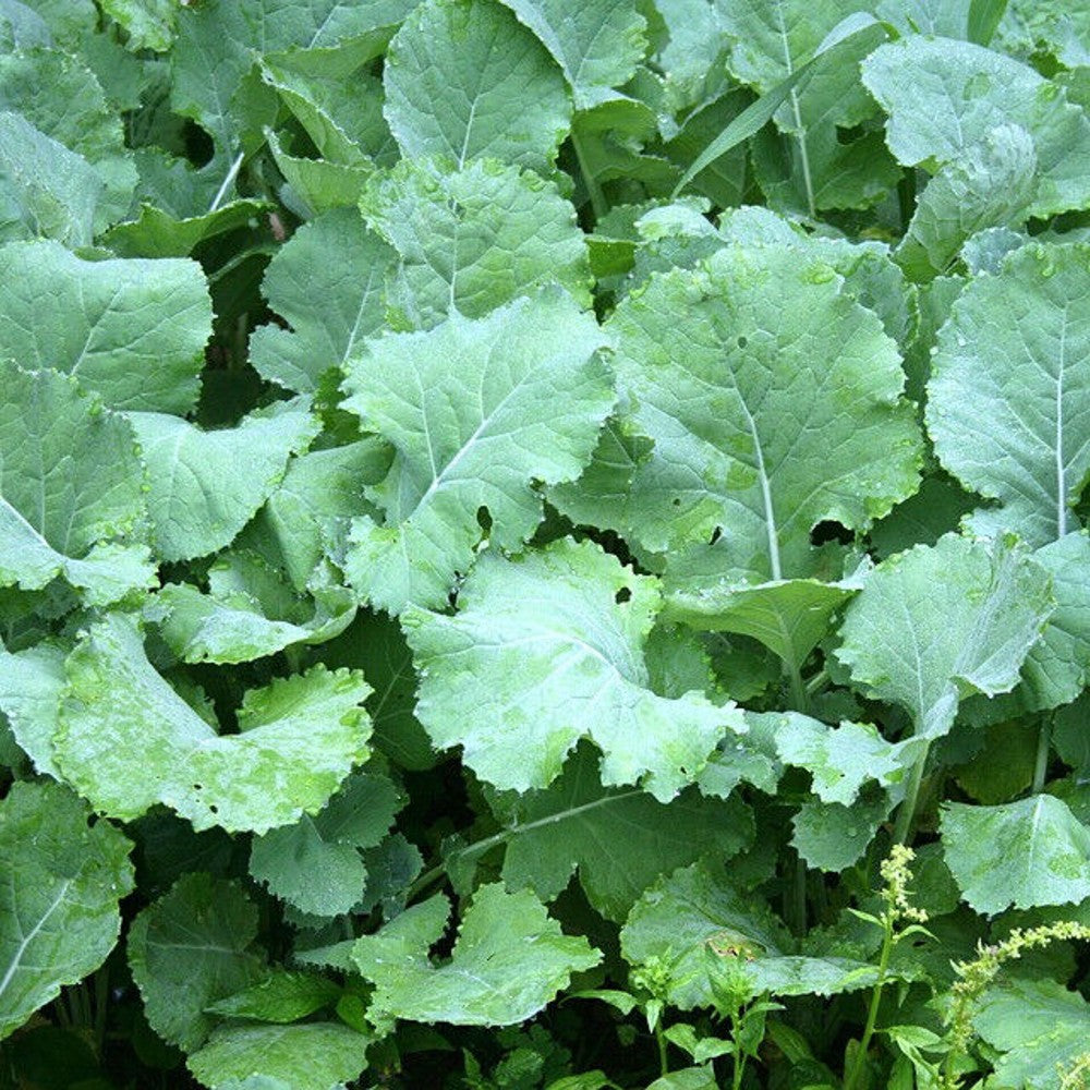 250 Premier Kale NON-GMO Cruciferous Early Hanover Vegetable Seeds | www.seedsplantworld.com