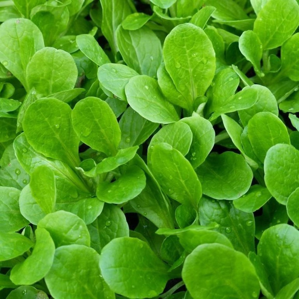 150 Dutch Corn Salad Lamb's Lettuce Mache NON-GMO Vegetable Seeds | www.seedsplantworld.com