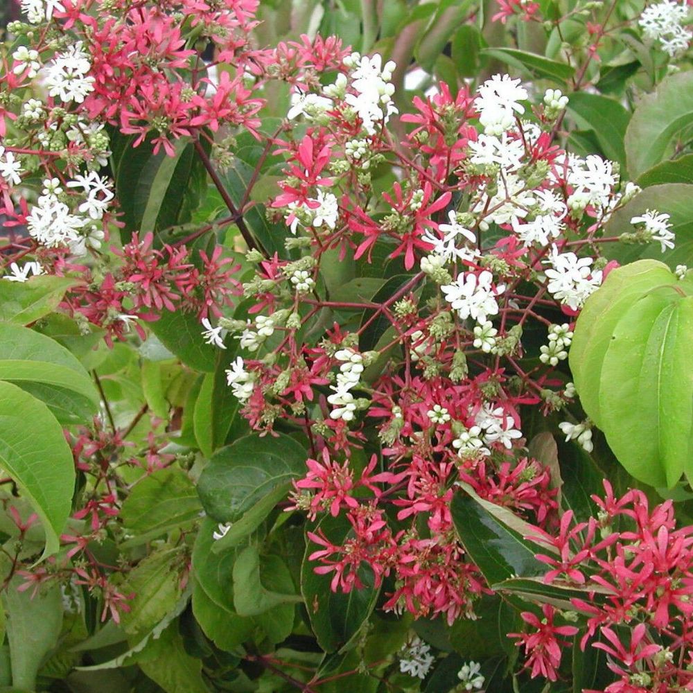 5 Heptacodium Miconioides Seven Sons Flower Shrub Seeds For Planting | www.seedsplantworld.com