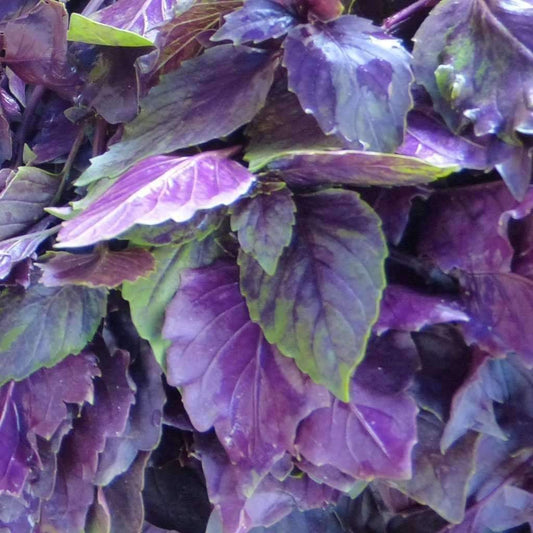 250 Dark Opal Basil NON-GMO Purple Basil Herb Seeds | www.seedsplantworld.com