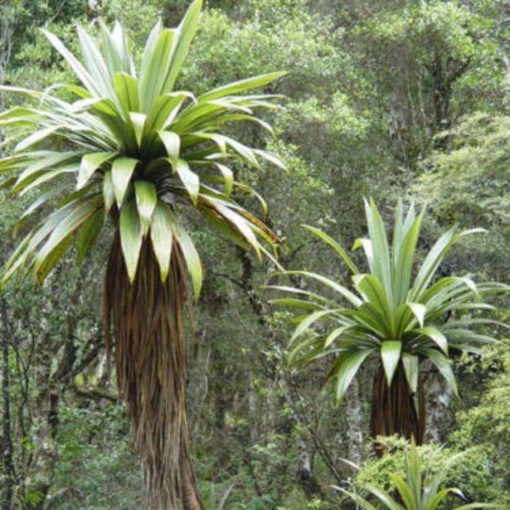 5 Cordyline Indivisa Mountain Cabbage Tree Seeds For Planting | www.seedsplantworld.com