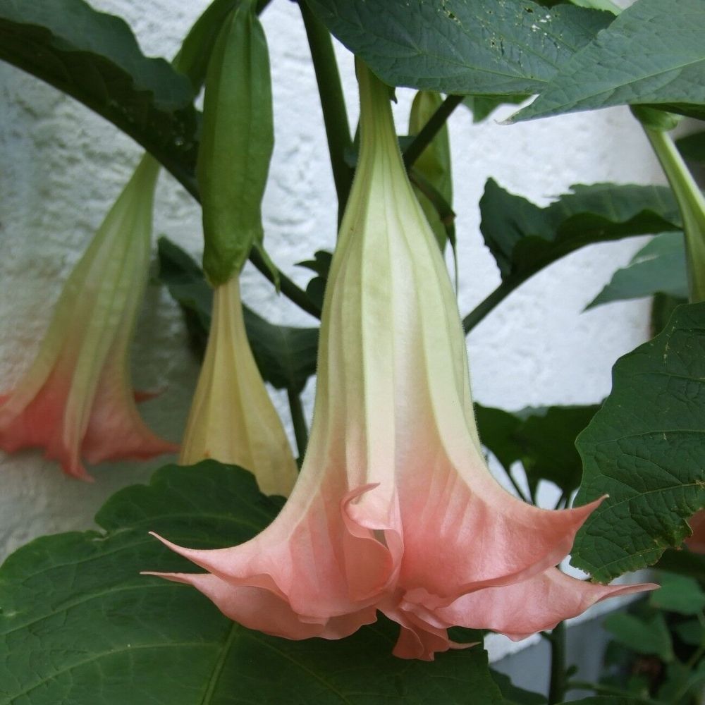 5 Brugmansia Suaveolens Pink Angels Trumpet Seeds For Planting | www.seedsplantworld.com