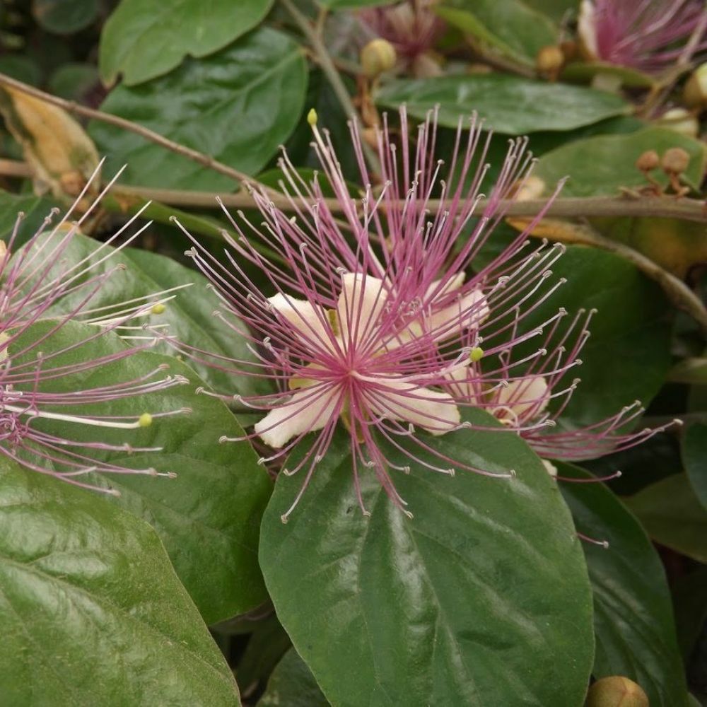 5 Capparis Zeylanica Ceylon Caper Seeds For Planting | www.seedsplantworld.com