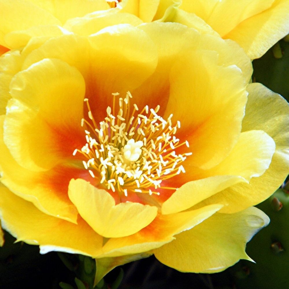 5 Opuntia Macrorhiza Prickly Pear Hardy Cactus Seeds For Planting | www.seedsplantworld.com