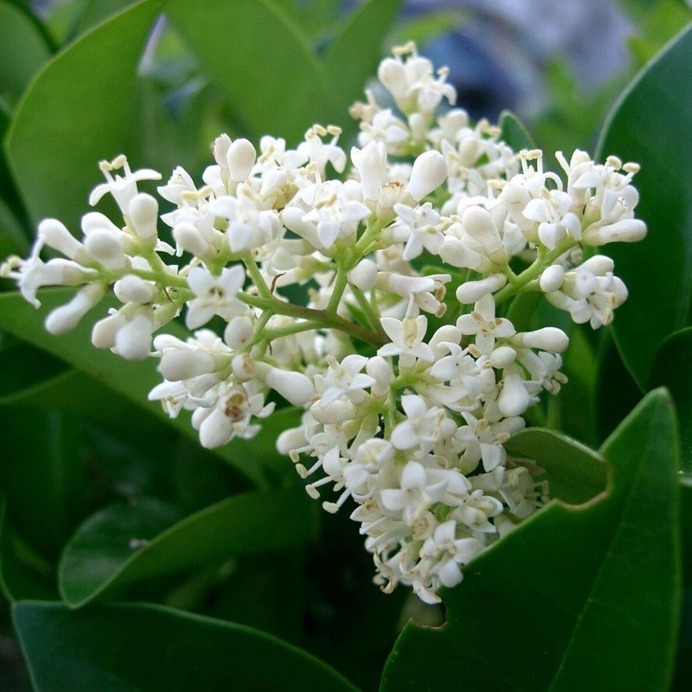 1 Ligustrum Japonicum Japanese Privet • Evergreen Shrub Hardy Plant For Planting | www.seedsplantworld.com