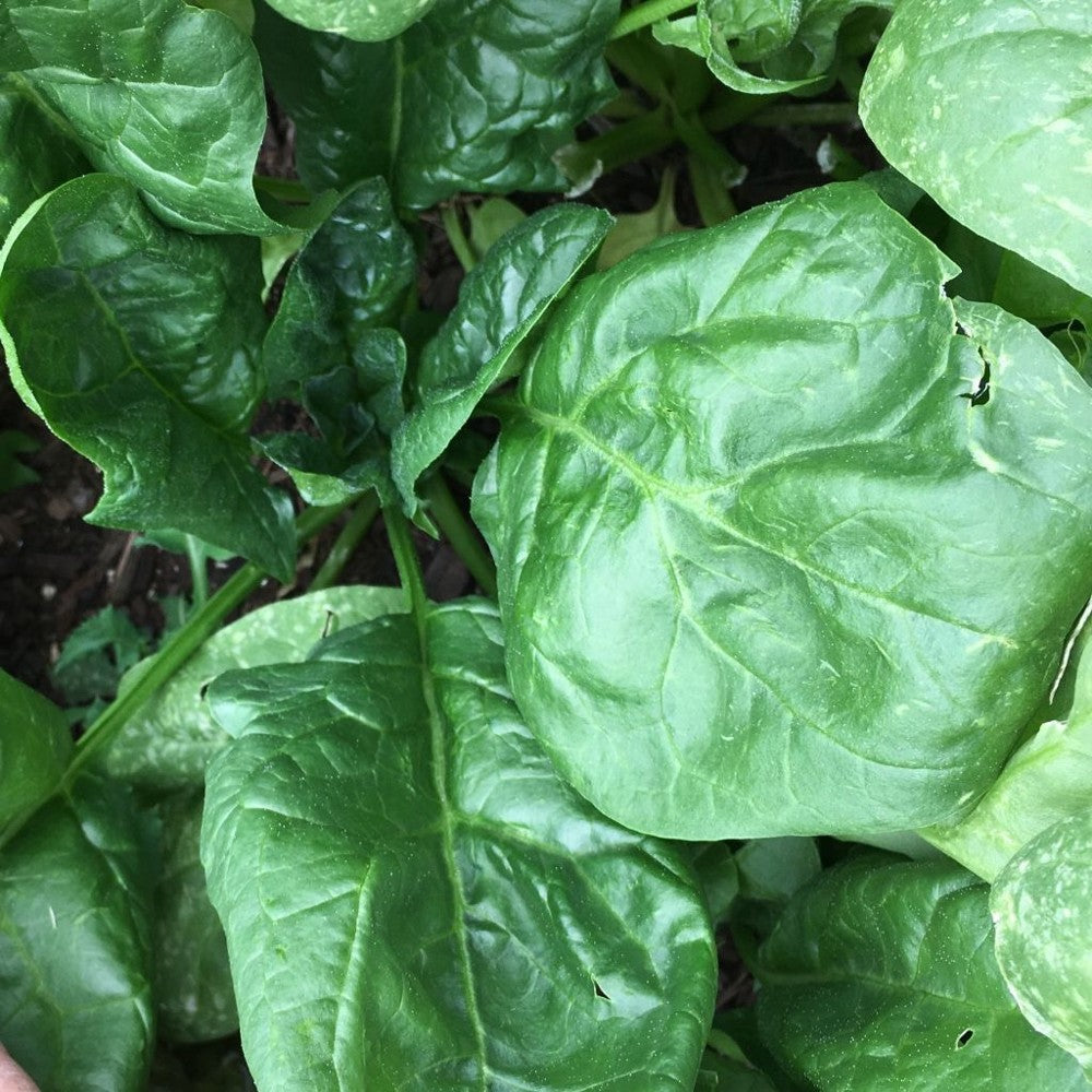 150 Giant Noble Spinach NON-GMO Vegetable Seeds | www.seedsplantworld.com