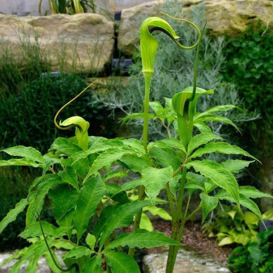 5 Arisaema Tortuosum Whipcord Jack In The Pulpit Seeds For Planting | www.seedsplantworld.com