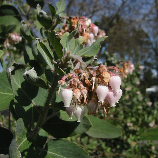 5 Arctostaphyllos Viscida White Leaved Manzanita Seeds For Planting | www.seedsplantworld.com