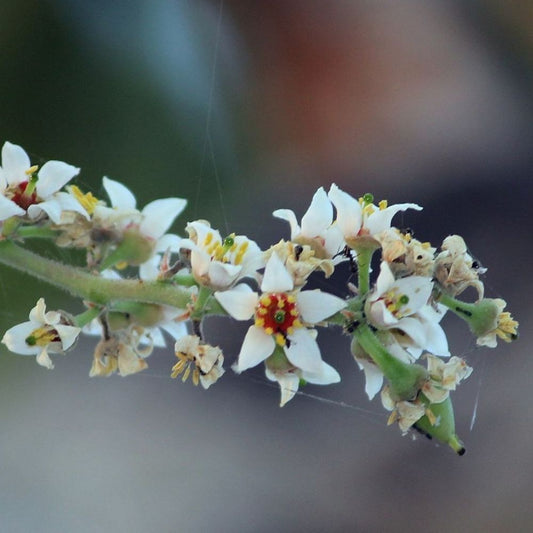 5 Boswellia Serrata Frankincense Tree Seeds For Planting | www.seedsplantworld.com