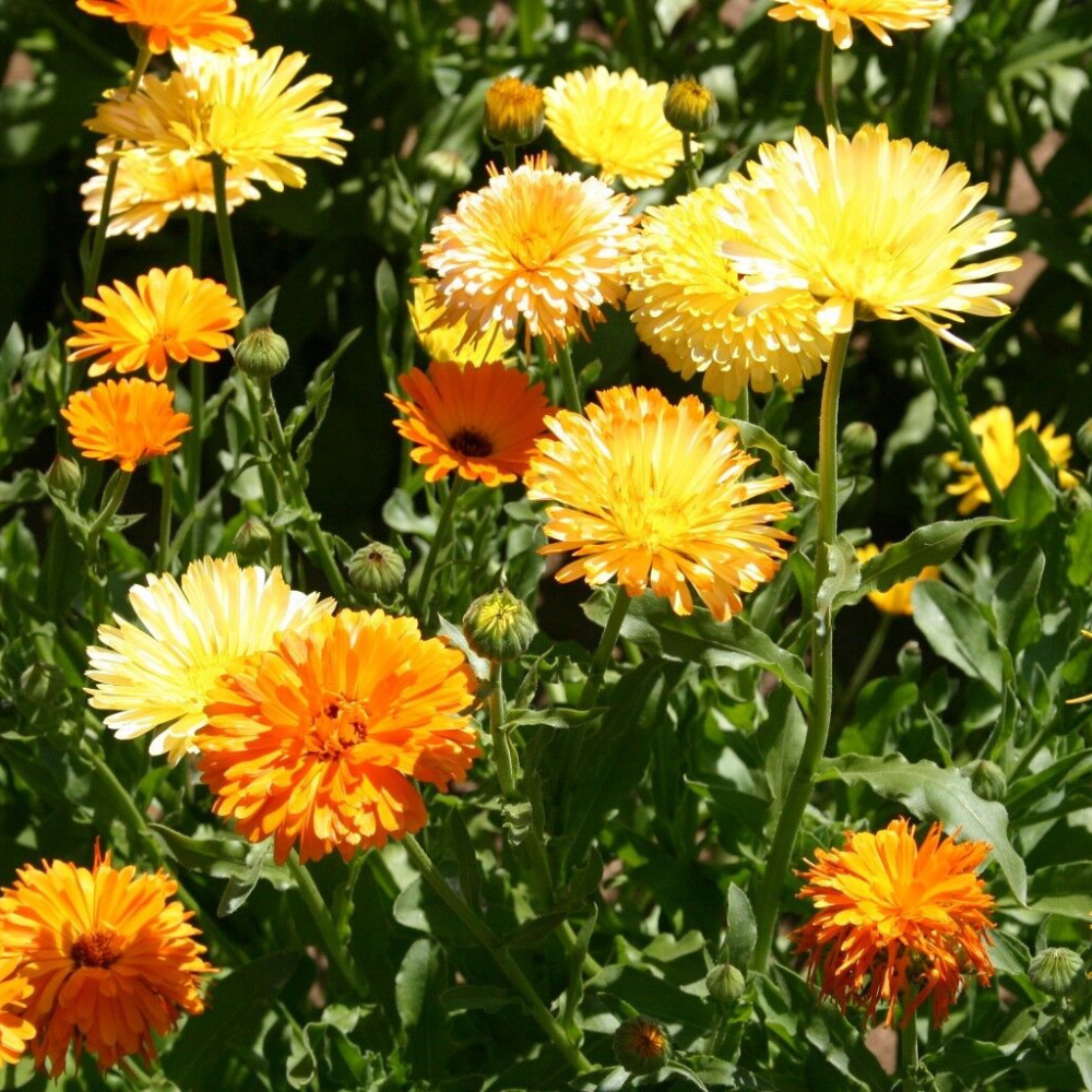 100 Calendula Pacific Beauty Mix Pot Marigold Flower Seeds | www.seedsplantworld.com