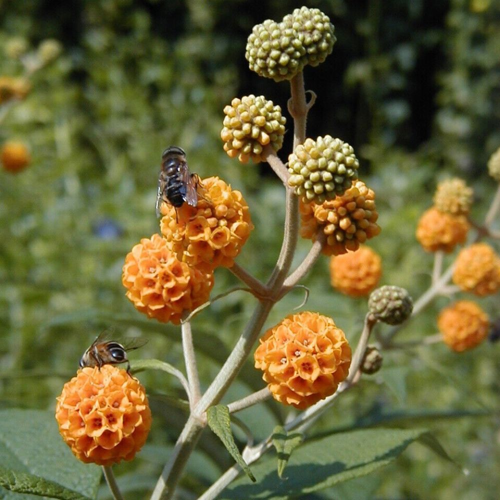 10 Buddleia Globosa Chilean Orange Ball Shrub Seeds For Planting | www.seedsplantworld.com