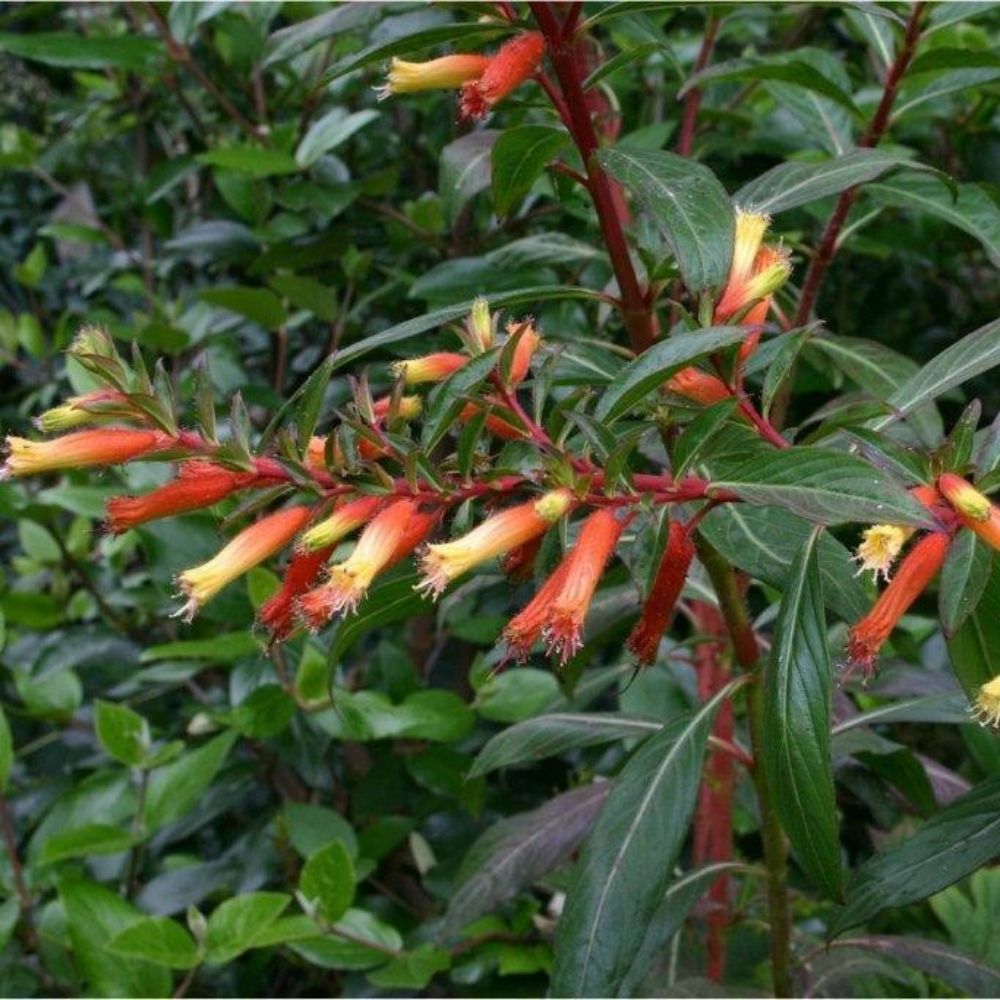 5 Cuphea Micropetala Candy Corn Perennial Seeds For Planting | www.seedsplantworld.com