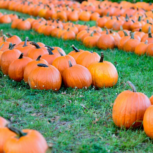 160 Connecticut Field Pumpkin Traditional Pumpkin Halloween Pie Vegetable Seeds | www.seedsplantworld.com