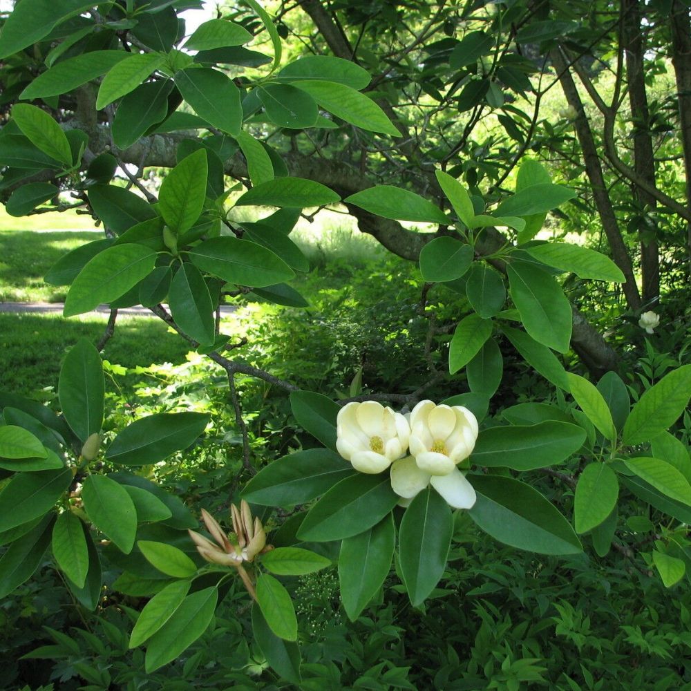 5 Magnolia Virginiana Sweetbay Magnolia Tree Seeds For Planting | www.seedsplantworld.com