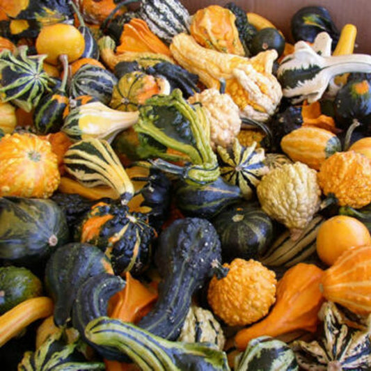 140 Gourd Large And Small Mix NON-GMO Ornamental Vegetable Seeds | www.seedsplantworld.com