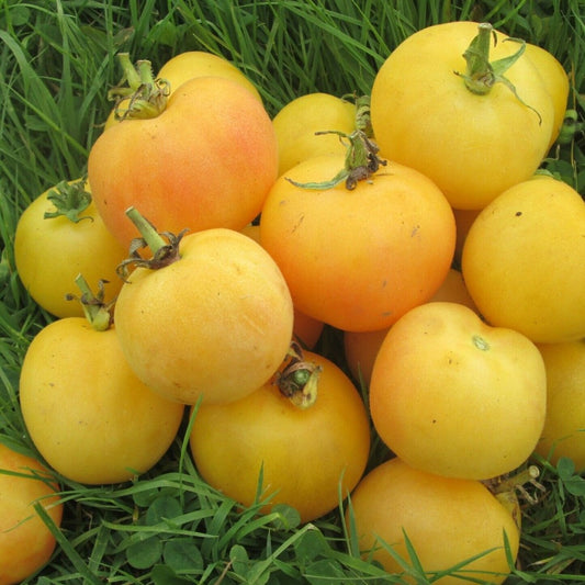 125 Garden Peach Tomato Cocona NON-GMO Heirloom Vegetable Seeds | www.seedsplantworld.com