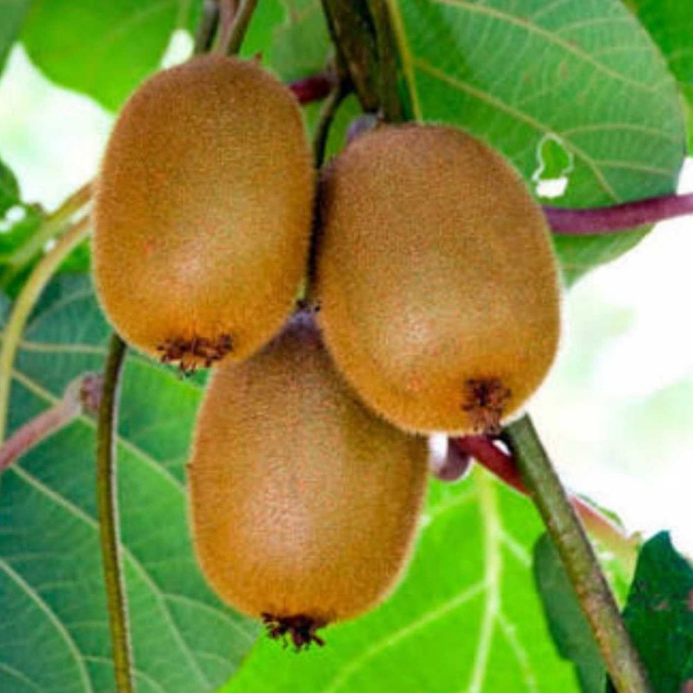 10 Actinidia Chinensis Golden Kiwi Fruit Vine Seeds For Planting | www.seedsplantworld.com