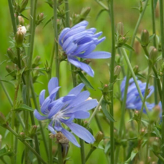 1 Ounce Chicory Italian Dandelion NON-GMO Deer Plot Coffee Weed Flowers Seeds | www.seedsplantworld.com