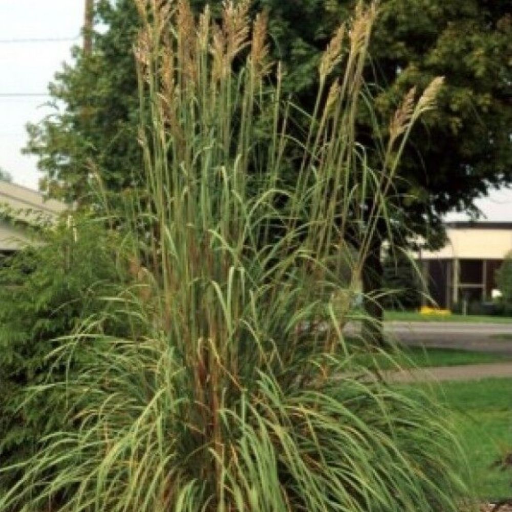 10 Erianthus Ravennae Hardy Pampas Grass Seeds For Planting | www.seedsplantworld.com