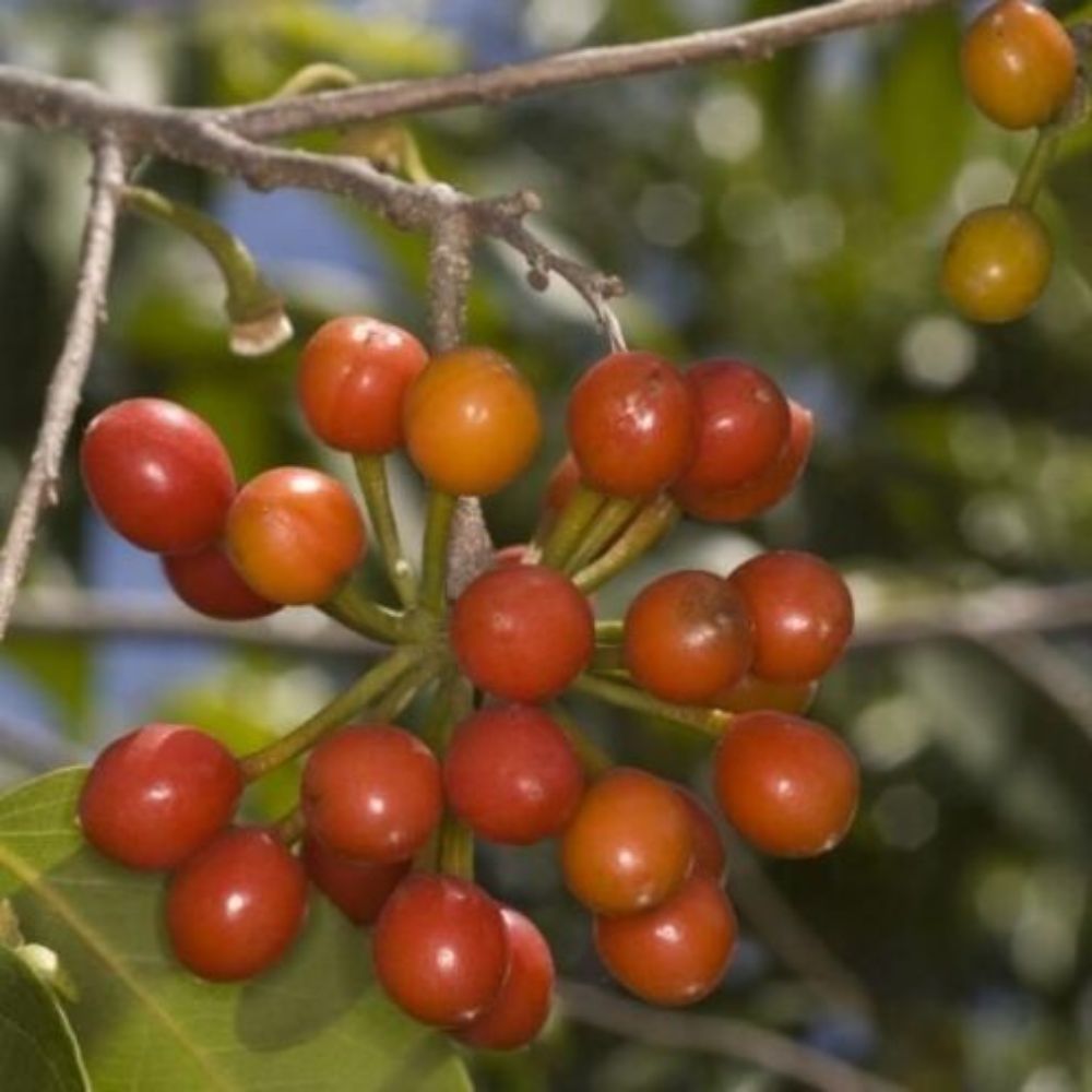 5 Huberantha Cerasoides Cherry Ashok Tree Seeds For Planting | www.seedsplantworld.com