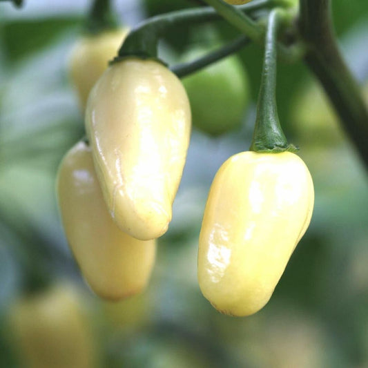 120 Mini White Habanero Pepper Peruvian NON-GMO Vegetable Seeds | www.seedsplantworld.com