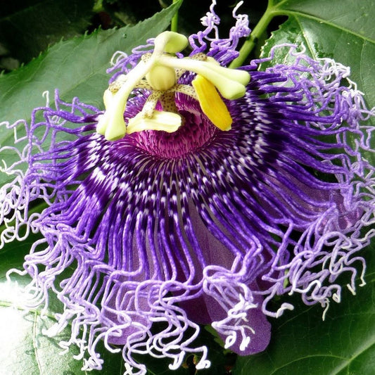 5 Passiflora Incarnata Hardy Dark Purple Form Seeds For Planting | www.seedsplantworld.com