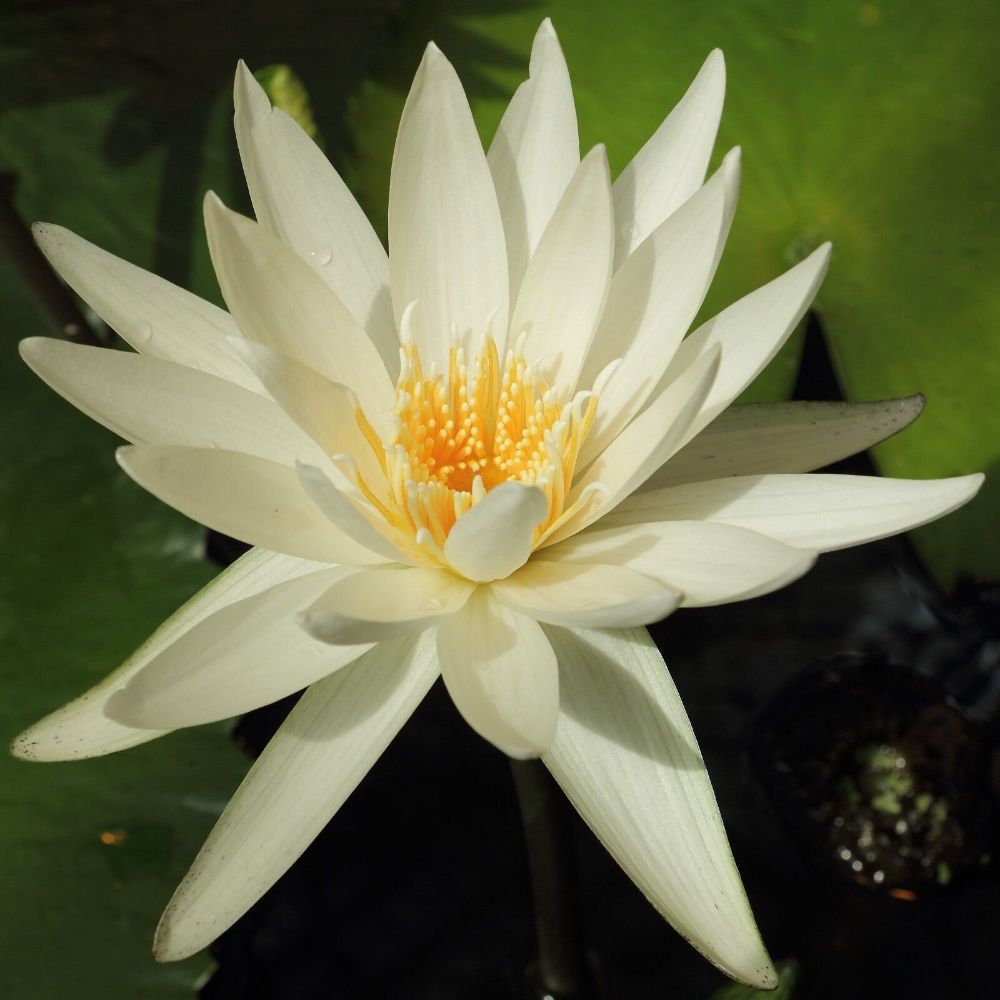 5 Nymphaea Ampla White Water Lily Seeds For Planting | www.seedsplantworld.com