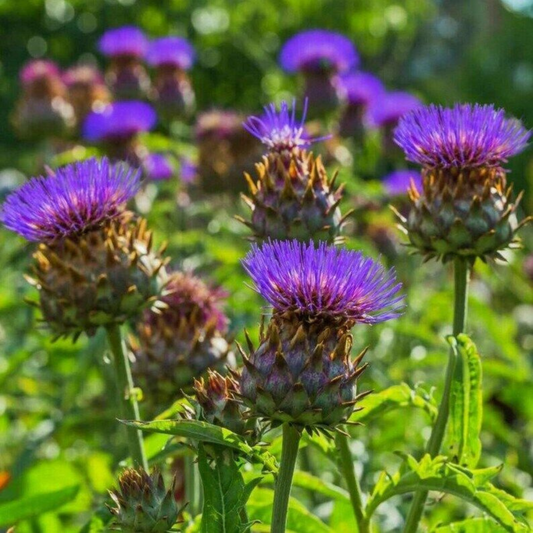 175 Cardoon Artichoke Thistle NON-GMO Herb Seeds | www.seedsplantworld.com