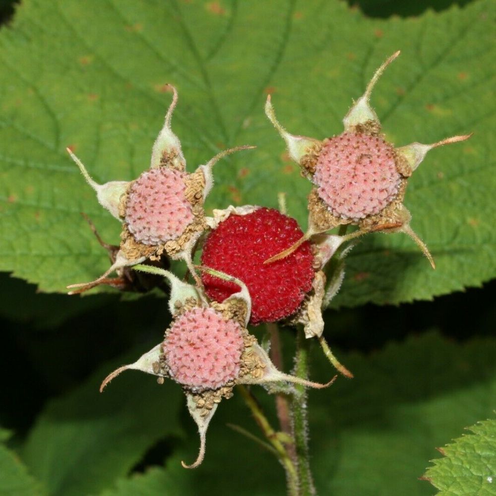 5 Rubus Parviflorus Western Thimble Berry Fruit Seeds For Planting | www.seedsplantworld.com