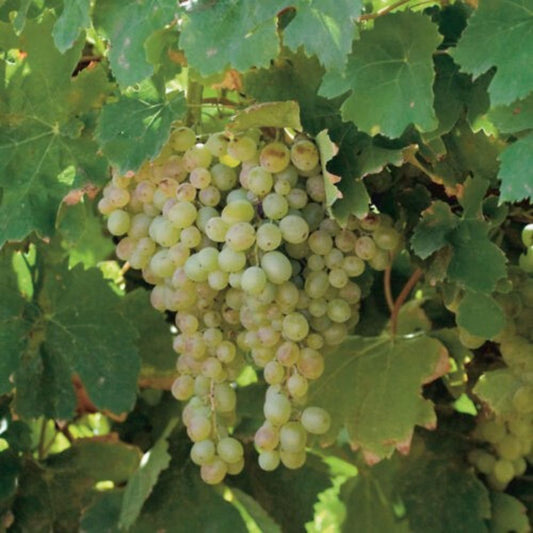 5 Vitis Labrusca Niagara Grape Seeds For Planting | www.seedsplantworld.com