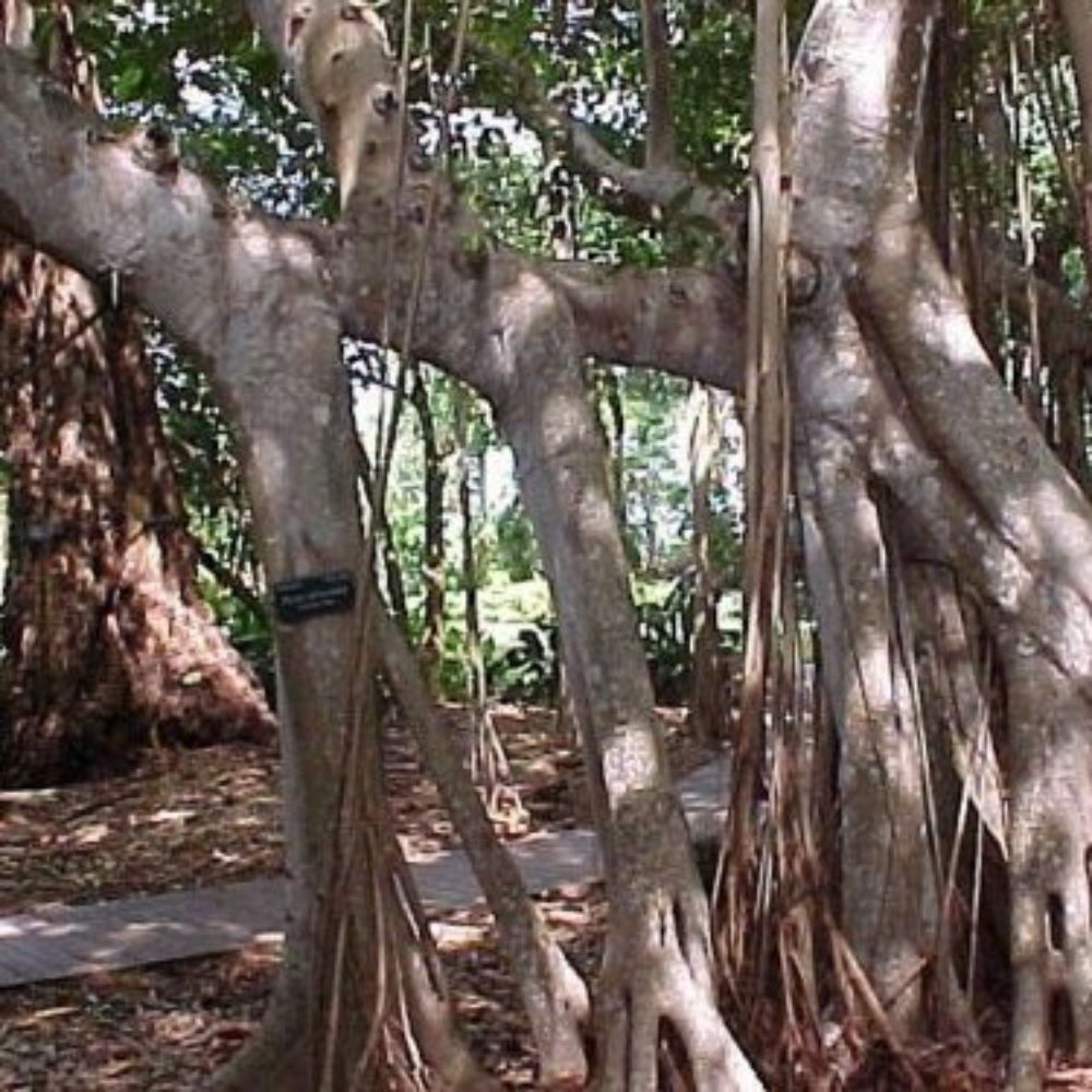 5 Ficus Altissima Tree Seeds For Planting | www.seedsplantworld.com