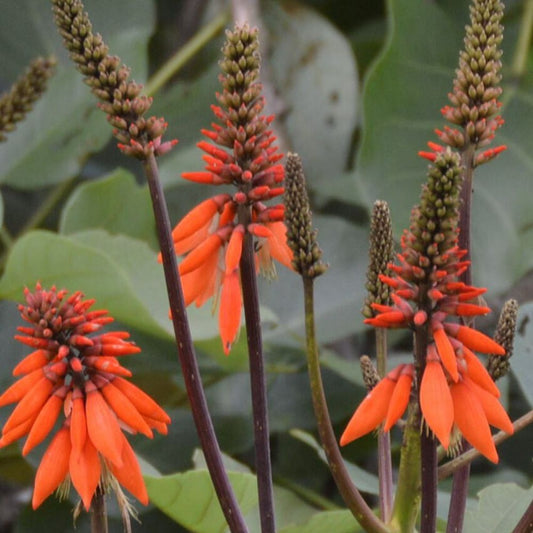 5 Erythrina Arborescens Coral Tree Seeds For Planting | www.seedsplantworld.com