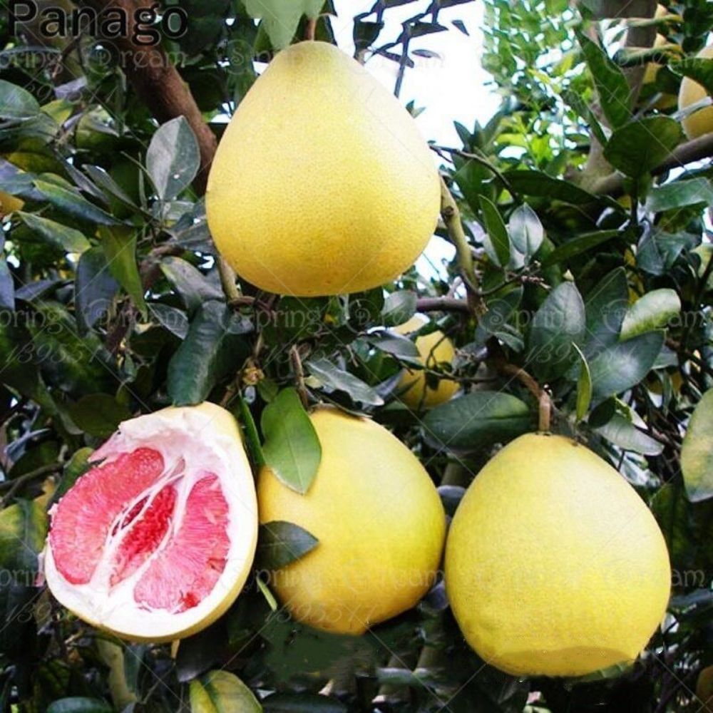 5 Citrus Maxima Red Pomelo Tree Seeds For Planting | www.seedsplantworld.com