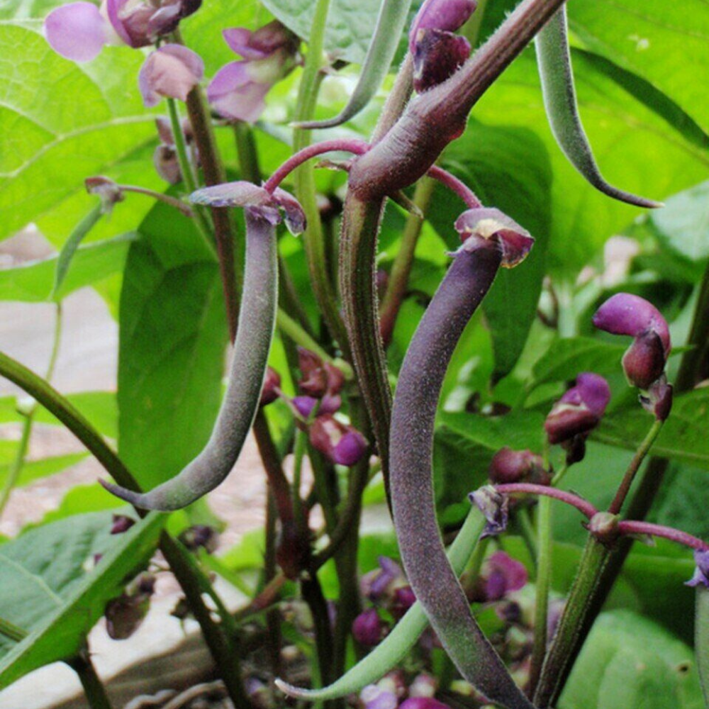 160 Royal Burgundy Bush Green Bean NON-GMO Stringless Vegetable Seeds | www.seedsplantworld.com