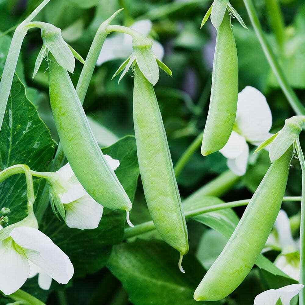 140 Sugar Ann Snap Pea Early And Compact Heirloom NON-GMO Vegetable Seeds | www.seedsplantworld.com