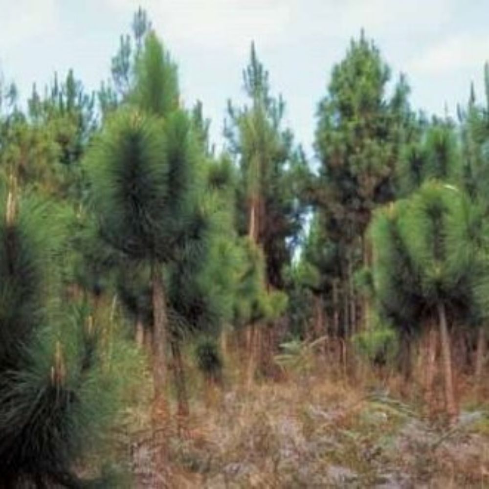 5 Pinus Yunnanensis Yunnan Pine Tree Seeds For Planting | www.seedsplantworld.com