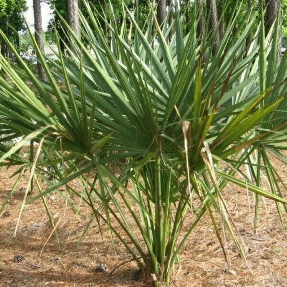 5 Sabal X Texensis Texas Palmetto Seeds For Planting | www.seedsplantworld.com