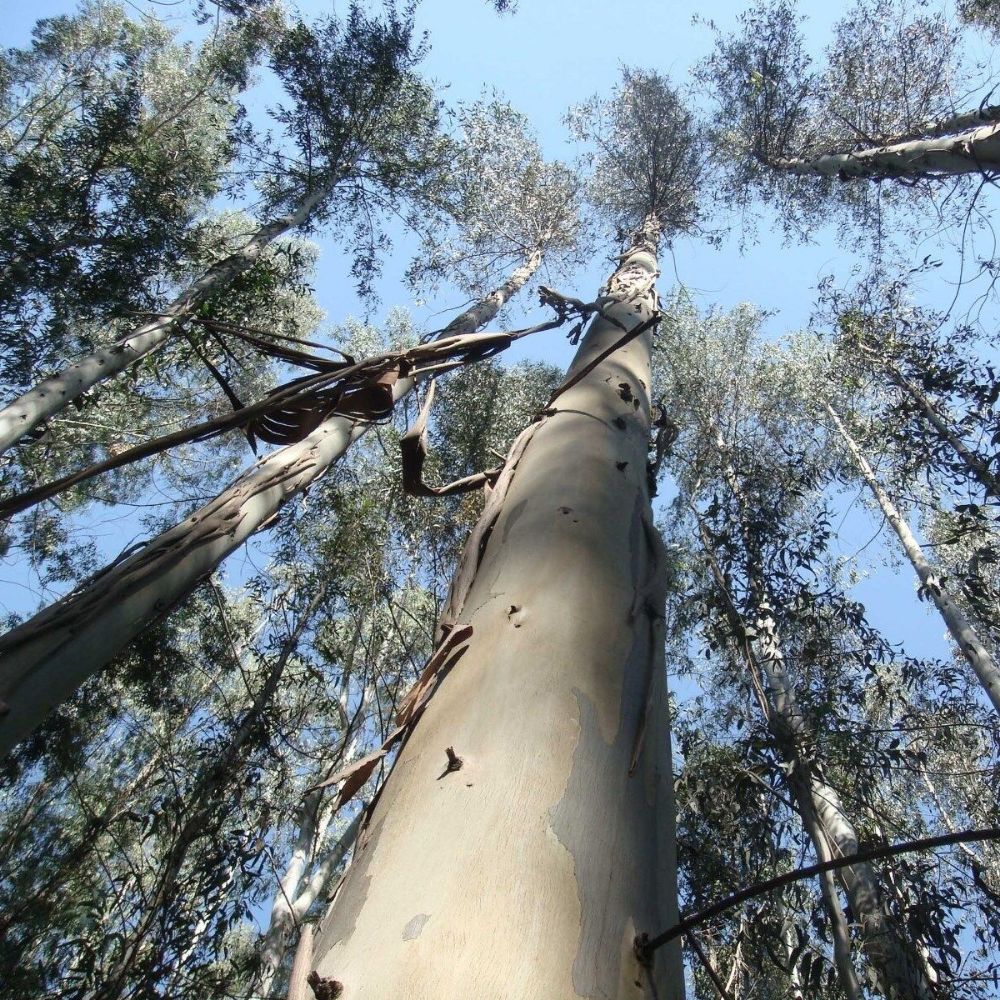 10 Eucalyptus Nitens Cold Hardy Seeds For Planting | www.seedsplantworld.com