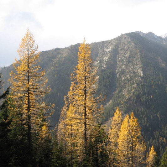 5 Larix Occidentalis Western Larch Tree Seeds For Planting | www.seedsplantworld.com