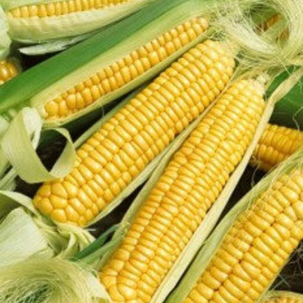 1920 Early Golden Bantam Sweet Corn NON-GMO Heirloom Fruit Seeds | www.seedsplantworld.com