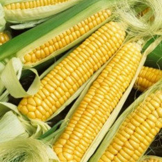 1920 Early Golden Bantam Sweet Corn NON-GMO Heirloom Fruit Seeds | www.seedsplantworld.com