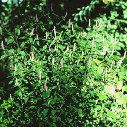 5 Elsholtzia Blanda Unusual Herb Seeds For Planting | www.seedsplantworld.com