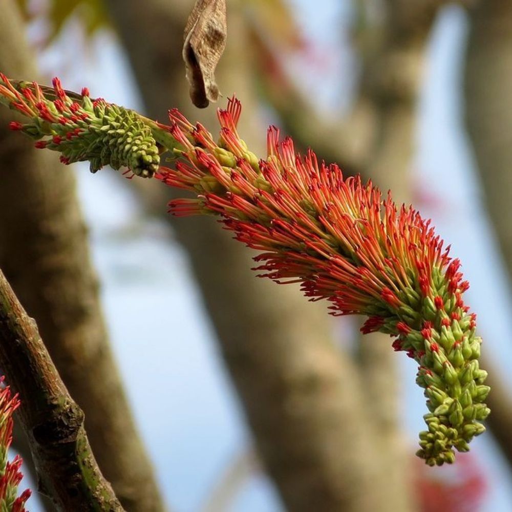 5 Acrocarpus Fraxinifolius Pink Cedar Tree Seeds For Planting | www.seedsplantworld.com