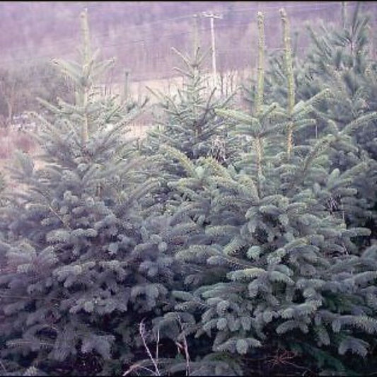 5 Picea Pungens Glauca Colorado Blue Spruce Seeds For Planting | www.seedsplantworld.com