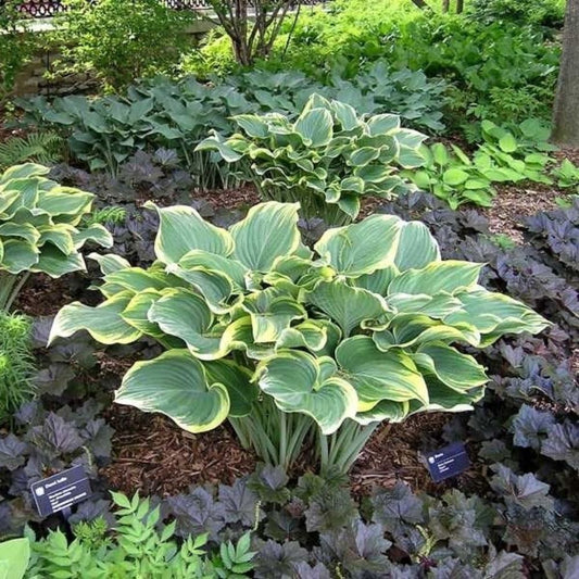 5 Hosta Sagae Blue & Gold Variegated Leaves Seeds For Planting | www.seedsplantworld.com