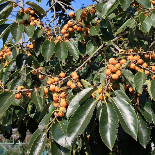 5 Diospyros Lotus Persimmon Tree Seeds For Planting | www.seedsplantworld.com