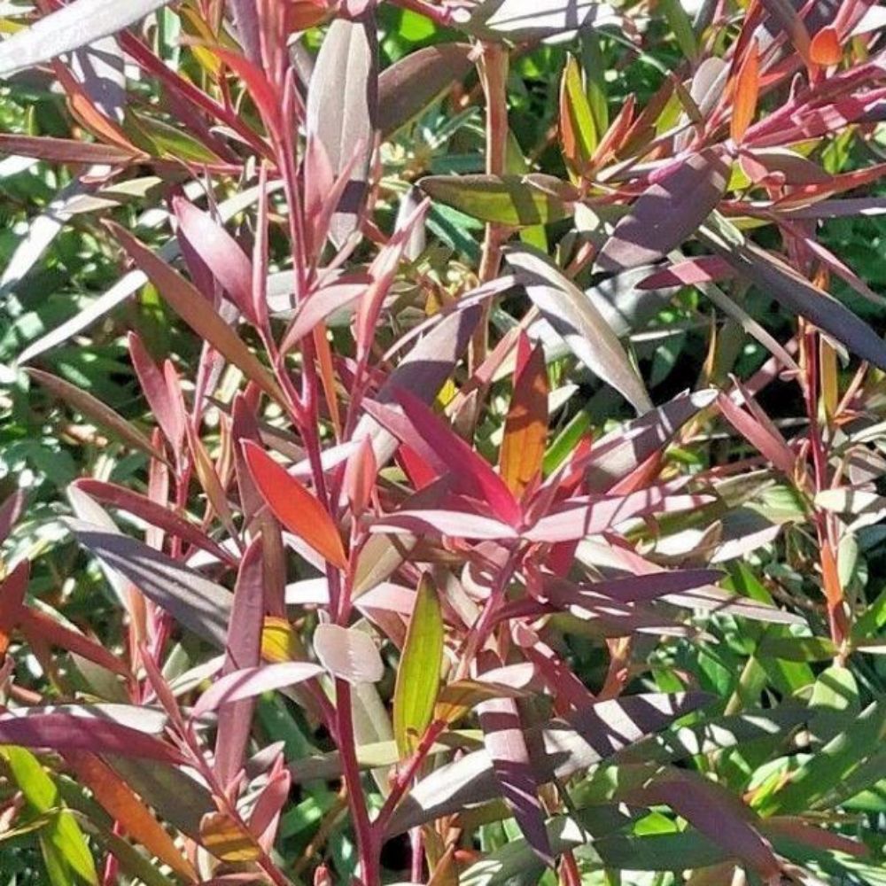 10 Leptospermum Copper Glow Tea Tree Seeds For Planting | www.seedsplantworld.com