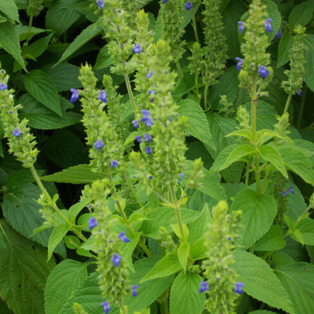 1000 Chia Herb Salvia Hispanica NON-GMO Herb Seeds | www.seedsplantworld.com