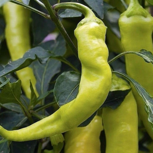 100 Sweet Banana Pepper NON-GMO Greek Salad Banana Chili Vegetable Seeds | www.seedsplantworld.com